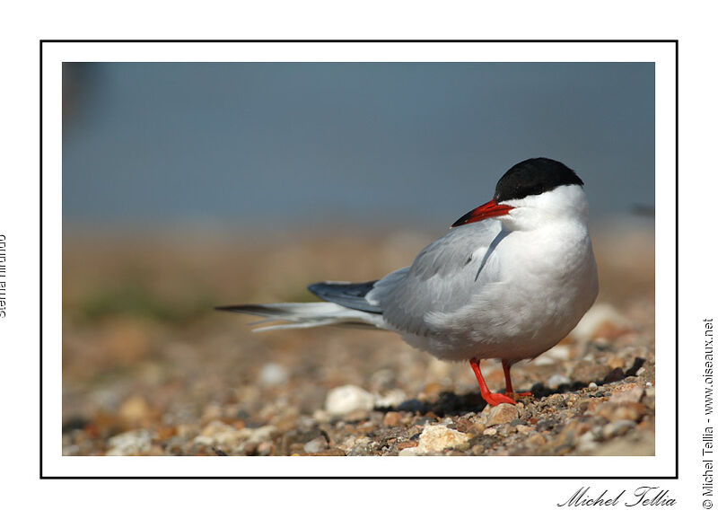 Common Tern