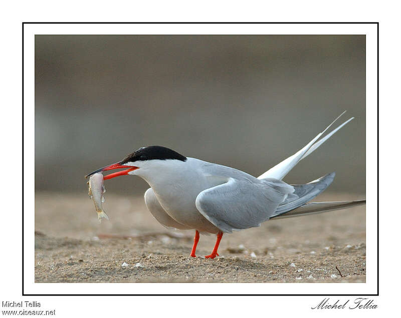 Common Ternadult, feeding habits