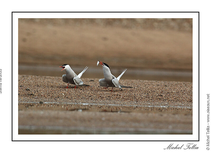 Common Tern