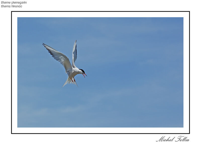 Common Tern