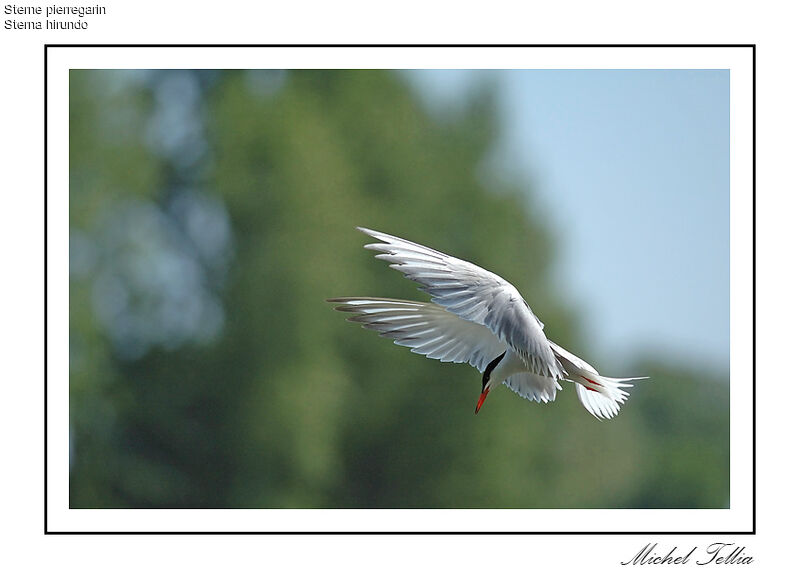 Common Tern