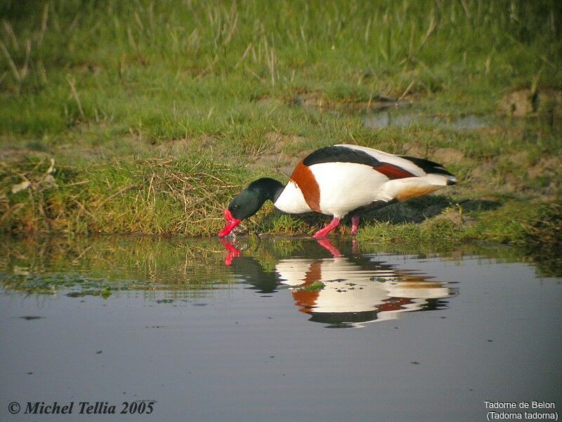 Common Shelduck