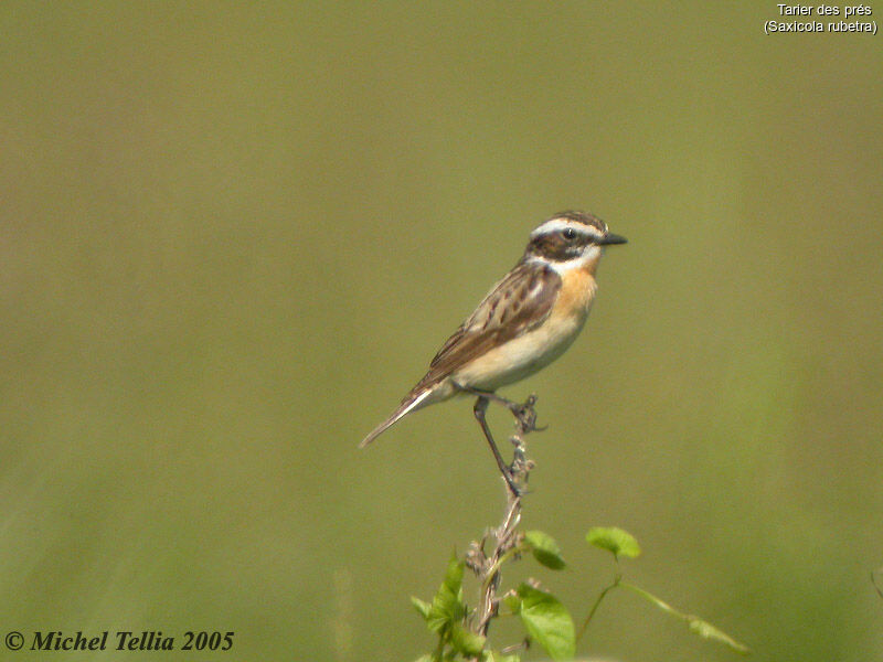 Whinchat