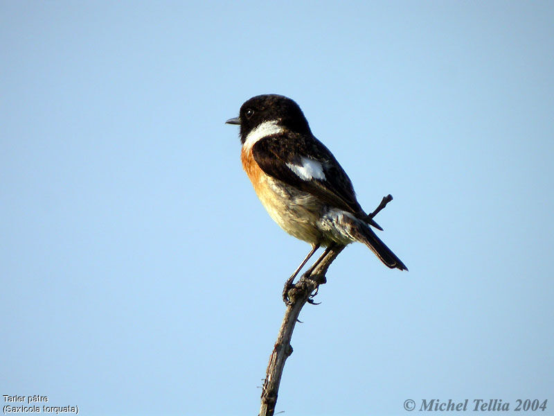 European Stonechat