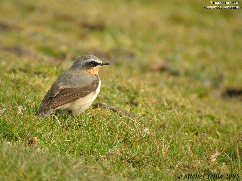 Northern Wheatear