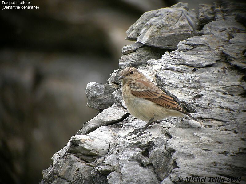 Northern Wheatear