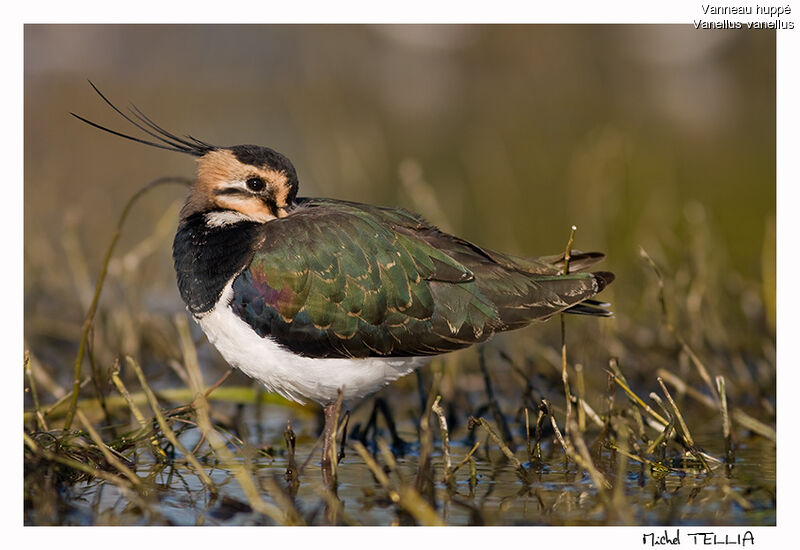 Northern Lapwing