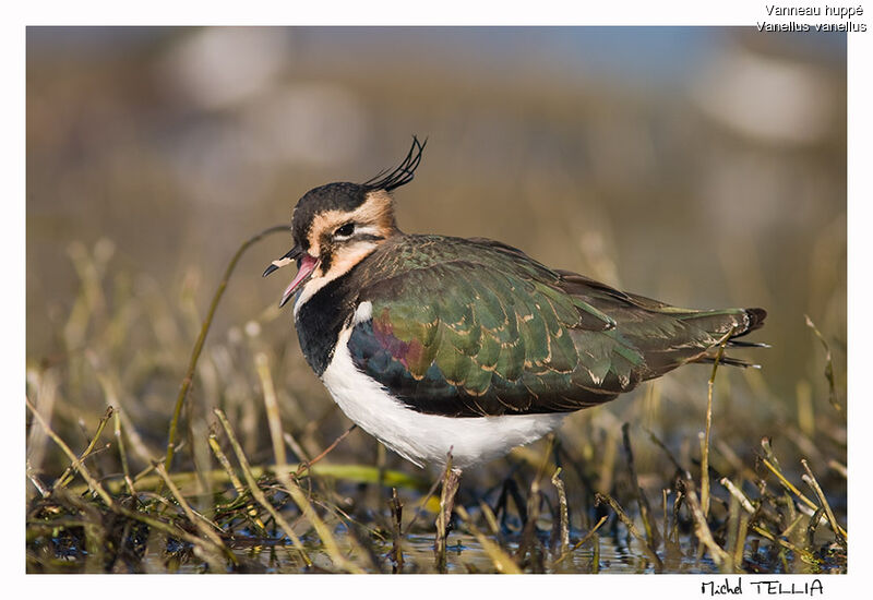 Northern Lapwing