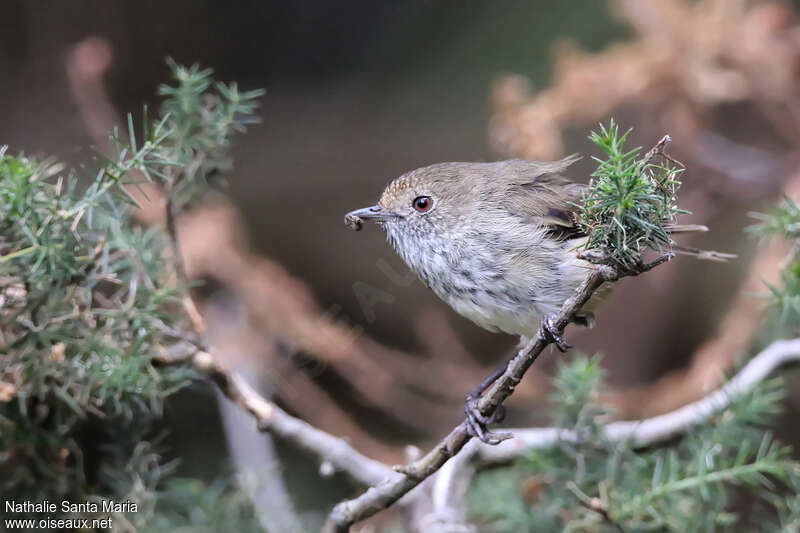 Brown Thornbilladult, eats