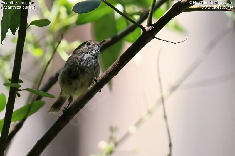 Acanthize mignonadulte, identification