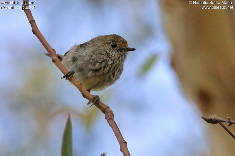 Brown Thornbilladult