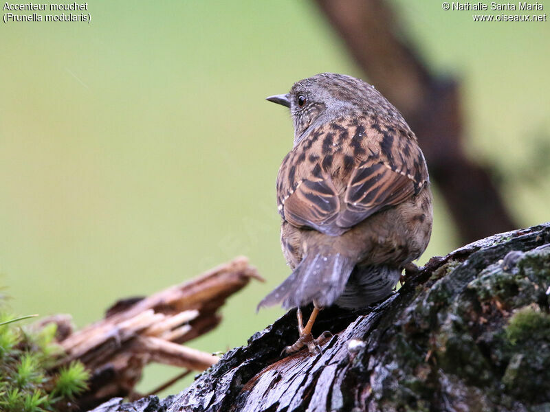 Dunnockadult, identification, camouflage