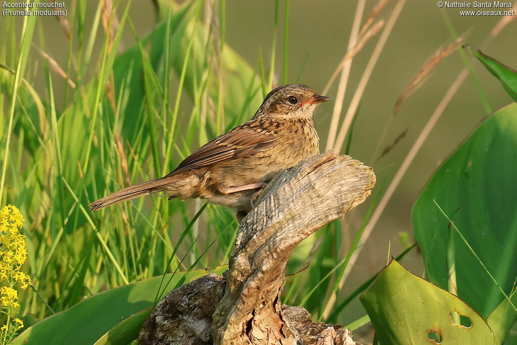 Accenteur mouchetjuvénile, identification