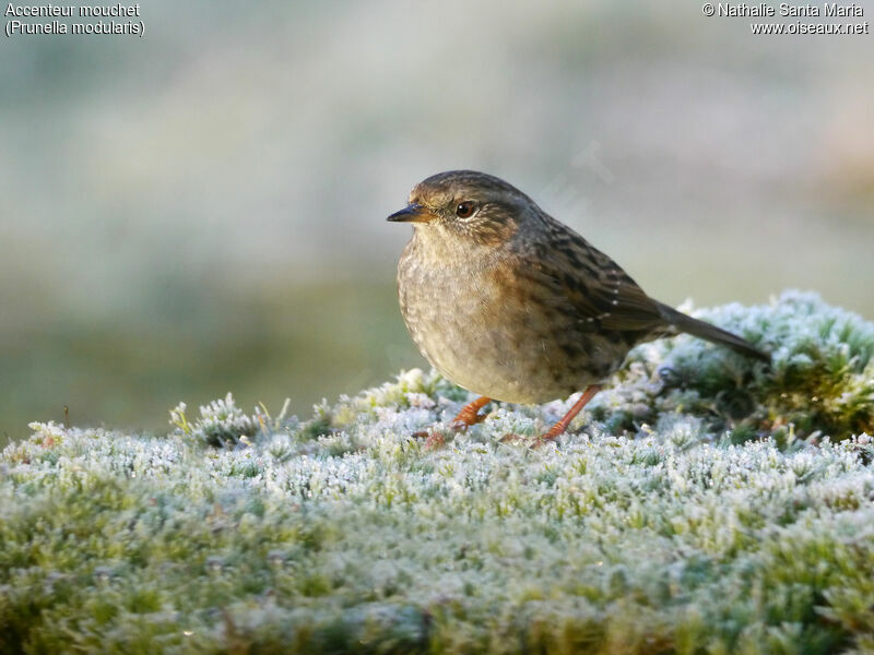 Dunnockadult, identification