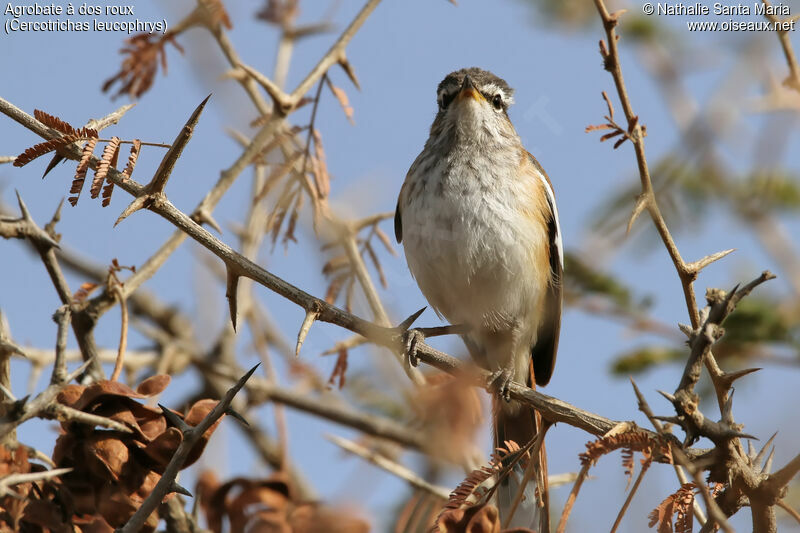 Agrobate à dos rouxadulte, identification