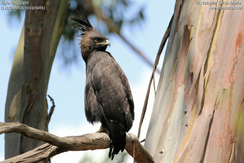 Long-crested Eagleadult, identification, habitat