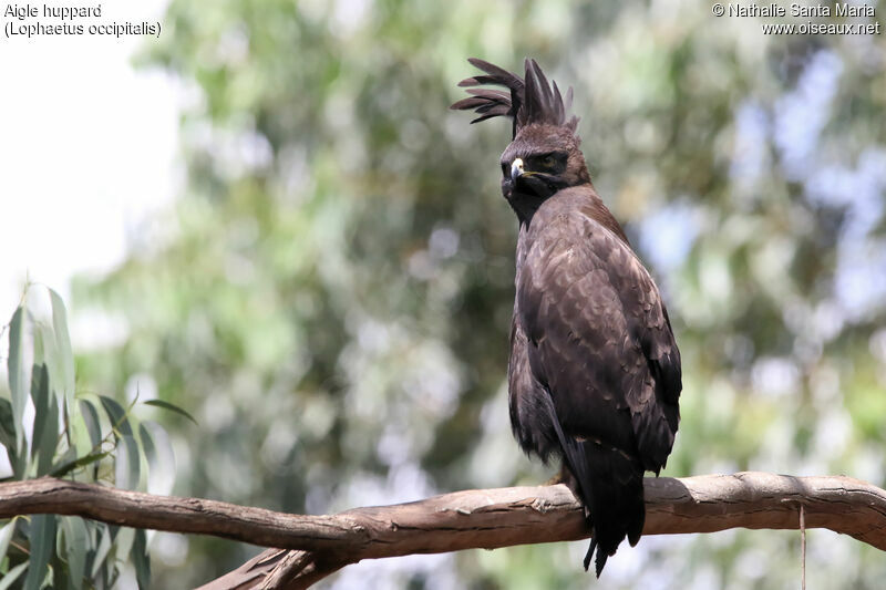 Long-crested Eagleadult, identification, Behaviour