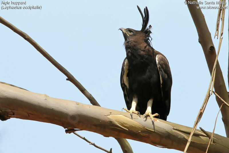 Long-crested Eagleadult, identification