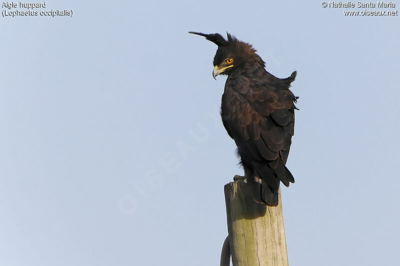 Aigle huppardadulte, identification