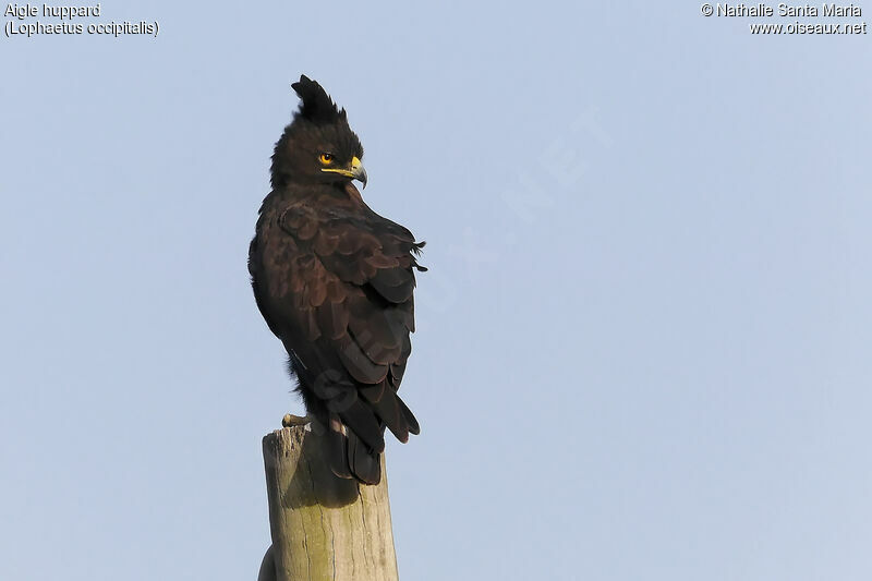 Aigle huppardadulte, identification