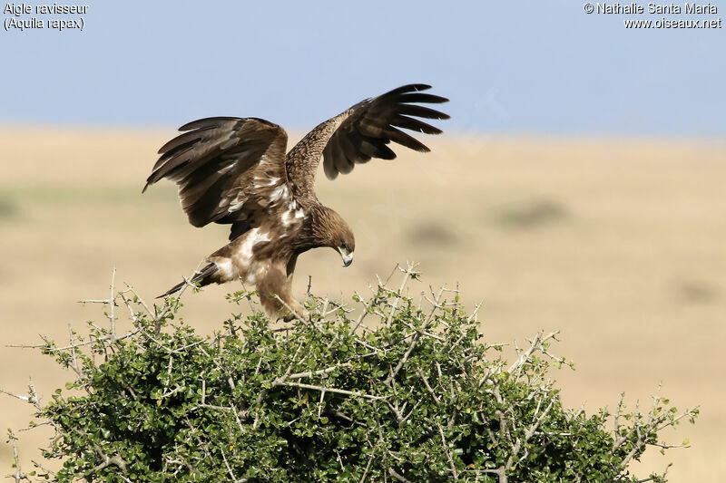 Aigle ravisseuradulte, identification, habitat, Comportement