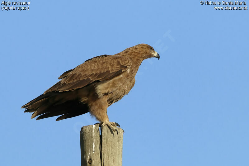 Tawny Eagleadult, identification, habitat