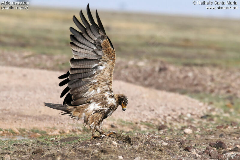 Tawny Eagleimmature, identification, care, Behaviour