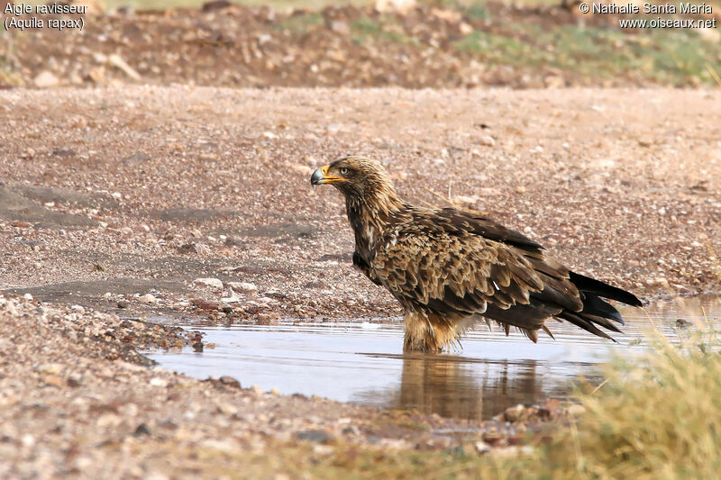 Aigle ravisseurimmature, identification, habitat, soins