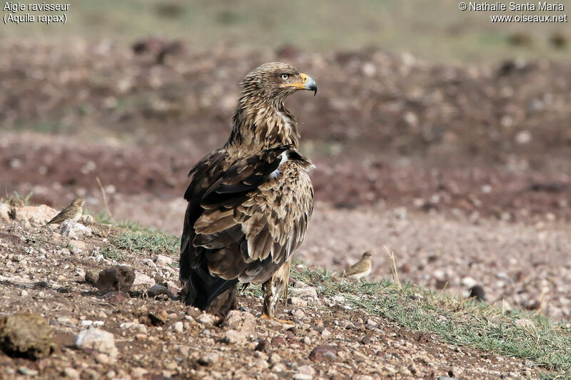 Tawny Eagleadult, identification, pigmentation