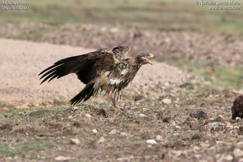 Aigle ravisseurimmature, identification, habitat, Comportement