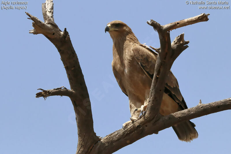 Aigle ravisseuradulte, identification, habitat