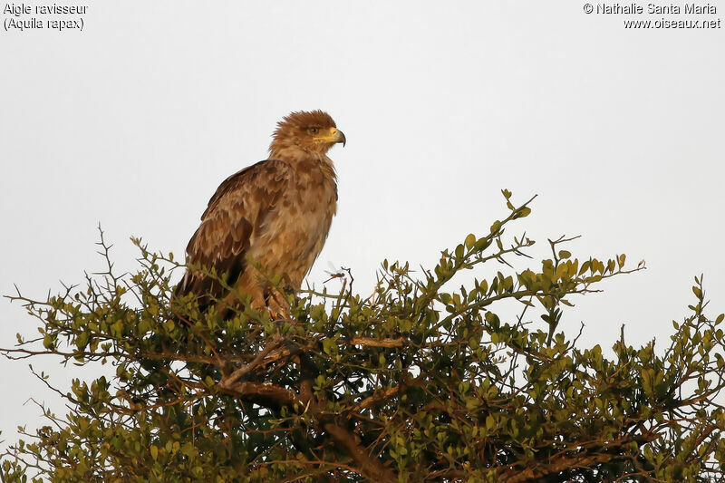 Aigle ravisseuradulte, identification, Comportement