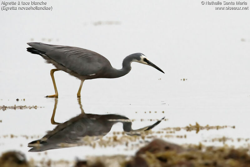 White-faced Heronadult, identification, fishing/hunting