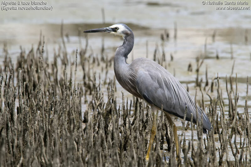 Aigrette à face blancheadulte, identification, marche