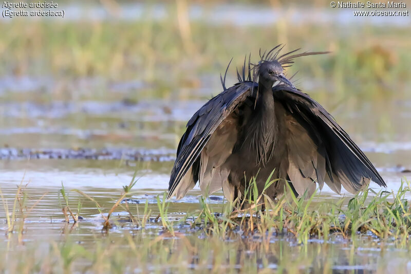 Aigrette ardoiséeadulte, identification, habitat, pêche/chasse