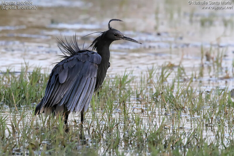 Aigrette ardoiséeadulte, identification, habitat