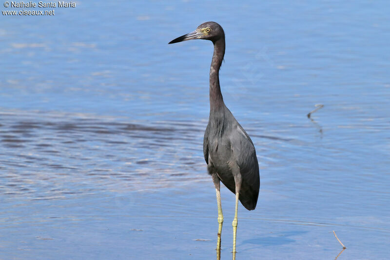 Aigrette bleueadulte, identification