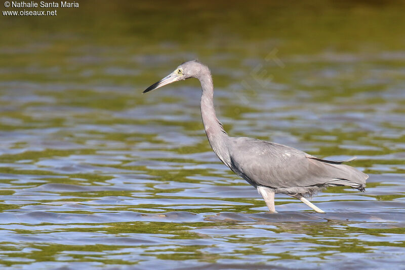 Little Blue Heron, identification, walking, fishing/hunting