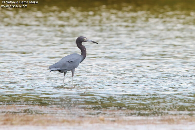 Aigrette bleueadulte, identification