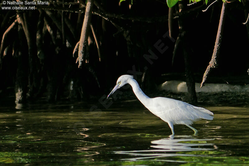 Aigrette bleuejuvénile, identification