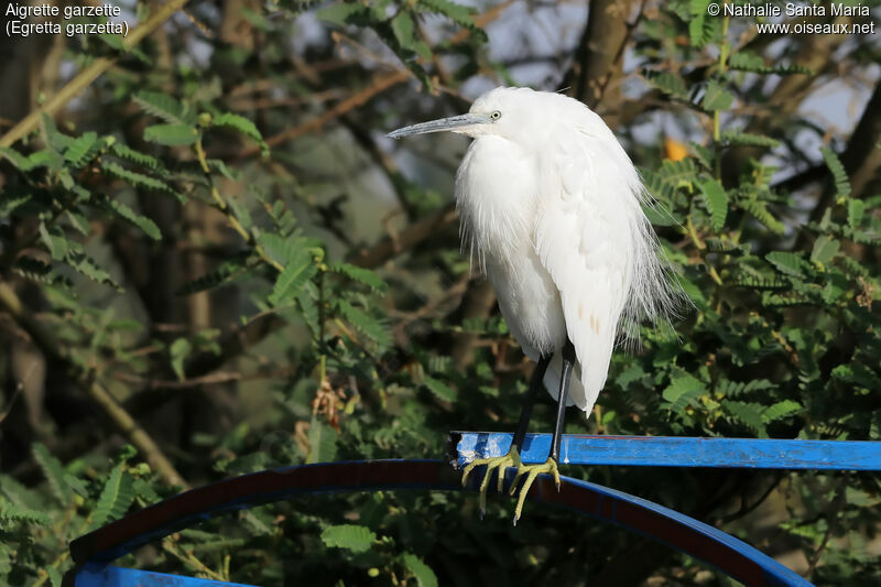 Little Egretadult, identification