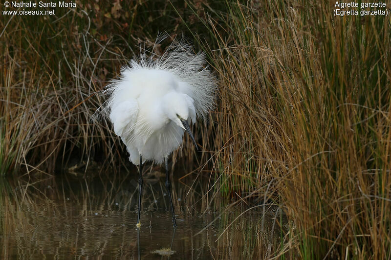 Little Egret