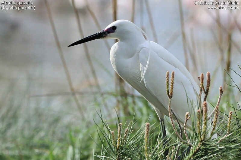 Aigrette garzetteadulte nuptial, identification