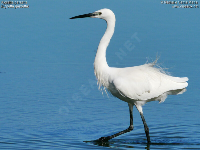 Aigrette garzetteadulte, identification, marche