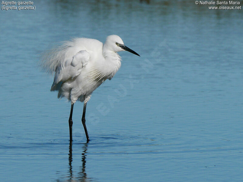 Aigrette garzetteadulte, identification, composition, Comportement