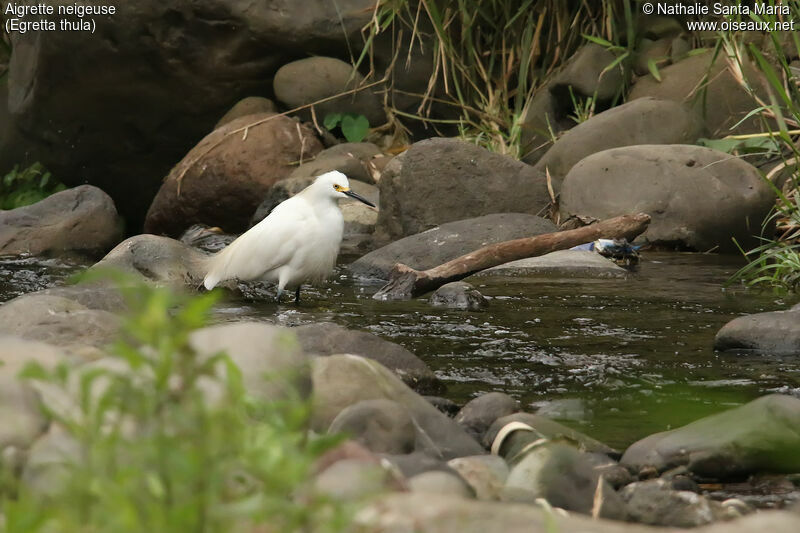 Snowy Egretadult, habitat