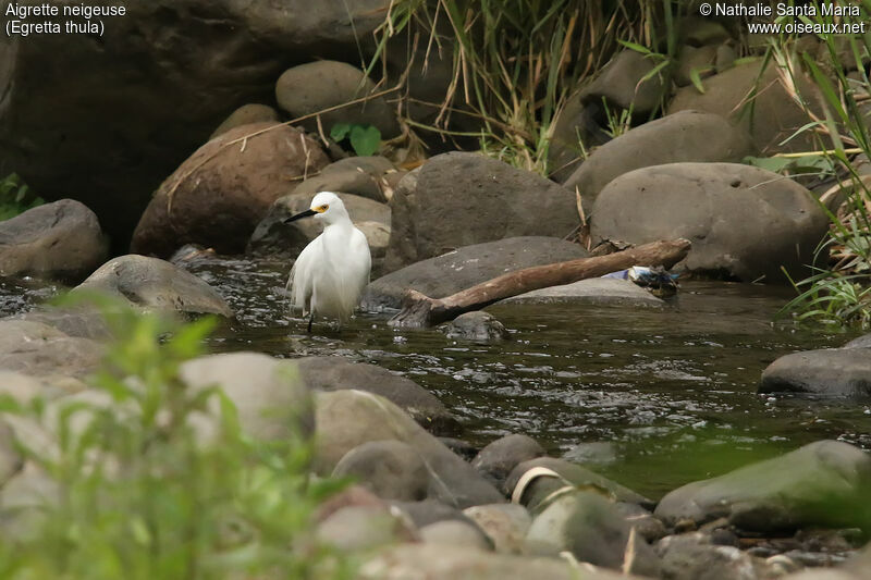 Snowy Egretadult, identification