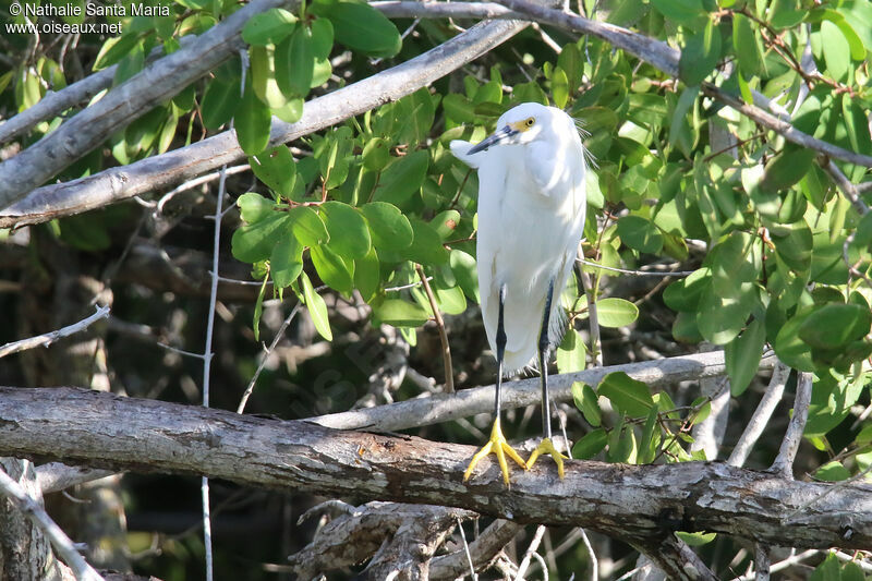 Snowy Egretadult, identification