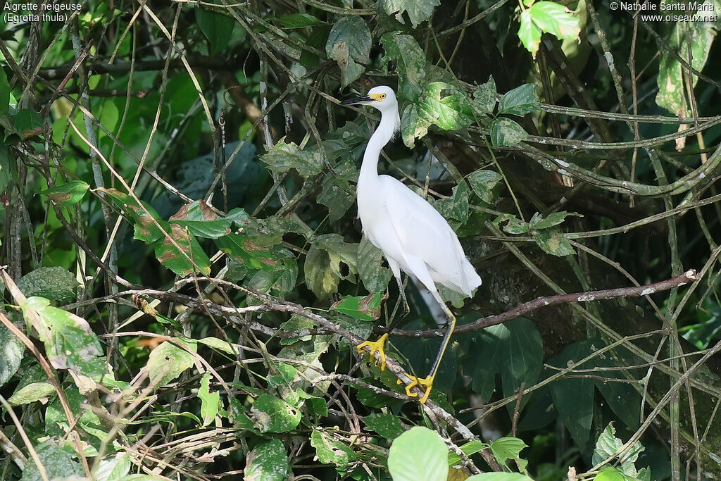 Aigrette neigeuseadulte, identification