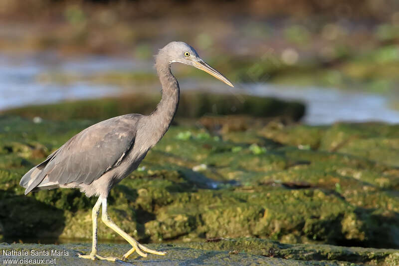 Aigrette sacréeimmature, identification, marche